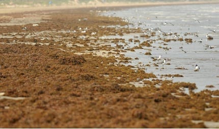 Sargassum is a red algae that emanates in the Sargasso Sea