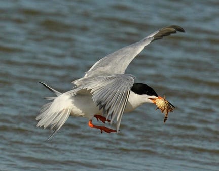 This Forster’s Tern is bringing a Sargasso Fish to his sweetie