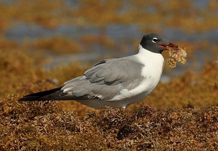 This Laughing Gull has a large Sargasso Fish and is deciding what to do with it