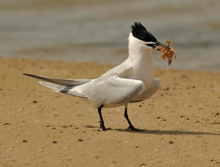 This Sandwich Tern has caught something from the sargassum