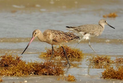 This Marbled Godwit (left) and Western Willet (right) forage among the sargassum for tiny animals