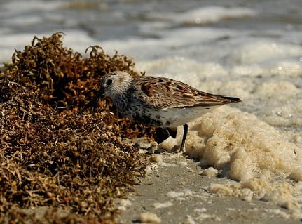 Hiding between the sea foam and sargassum is a changing plumaged Dunlin