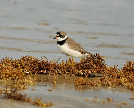The Semipalmated Plover is our most common and widespread small plover
