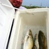 Surfwader Andrew Anthony of Houston took these boxed trout on live shrimp-