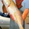 Patrick Coates of Koontze, TX tackled this huge red fishing a finger mullet.