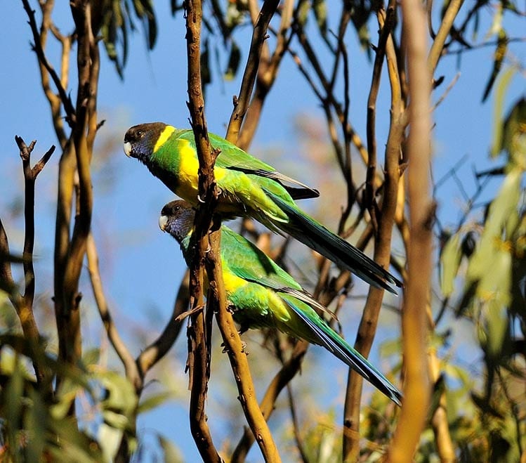 Parrots of the Outback - Crystal Beach Local News