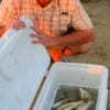 A box of croaker was snatched up by Mike Godfrey of League City fishing shrimp.
