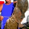 Dallas angler Henri Fontenot racked up five flounder fishing Berkley Gulp.