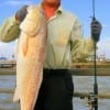 T. Dechend of Dallas caught and released this 36 inch Bull Red on finger mullet.