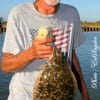 Caplan native Gale Deblance fished a finger mullet to get this nice flounder.