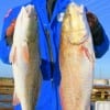 Damon Hearn of Houston tackled these nice slot reds fishing live shrimp.