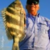 Doug Littleton of New Caney, TX nabbed this 20 inch sheepshead on shrimp.
