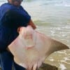 Surfangler Antonio Arteata of Houston caught this HUGE cownose ray on mullet.