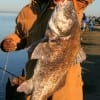 Rollover angler with a huge drum he caught and released when fishing mullet.