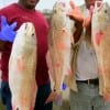 Harold Williams andGabriel Fontenot of Houston caught these three slot reds on shrimp.