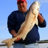 Houston ngler Joe Richey caught this 34 inch tagger red on cut mullet.