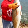 Former Marine  Margarito Rosales of Channelview, TX took this 36 inch tagger Bull Red on  finger mullet.