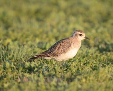 The American Golden-plover is a common nester in the Arctic, where it dresses in a golden top and solid black underneath to gather the sun’s heat to incubate eggs. Once they reach the northern US in late spring theystop and “molt-migrate,” where theypause their movement long enough to gain their breeding plumage. Black-bellied Plovers in winter plumage are rather similar but lack the bold, white eye-stripe and dark crown, plus this plover’s bill is much small than the BBPL. In flight they also lack the black under the wing that black-bellieds have, appearing kinda all-brown. To the more trained observer, goldens also have shorter legs, longer wings and smaller heads. This bird above is a proverbial flying machine!