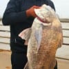 Houston angler Marlon  Muse caught and released this 40lb Mega-Drum while fishing crab.