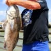 Dwight Harris of Tyler,  TX caught and released this Mega-Drum on stingaree bait camp shrimp.