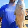 Brian Davis of Humble,  TX took this nice drum on a miss nanvy live shrimp.