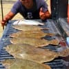 Houston Chronicle angler Robert Aguirrie wade-fished rollover bay with berkely gulp for this impressive limit of flounder.