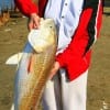 Biet Nguyen of Houston caught her very first red- a 38 inch monster- on cut croaker here at Rollover