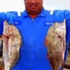 Brian Augillard of Humble TX caught these two drum on shrimp