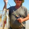 Charles Oneal of Santa Fe TX waded the surf with live croaker to catch these nice trout, from which a 5 lb-er was reduced to 4 lbs due to a Shark Bite