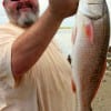 Colin Taf of Lumberton TX caught this 26inch slot red on a finger mullet