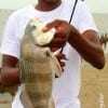 Deonte PreJean of Houston took this keeper eater drum on shrimp