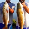 Driving 700 miles from Burden KS, Kelly Hall and Darren Blackburn fished finger mullet for these nice 28inch slot reds