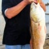 Greg Armitage of Houston reeled in this HUGE 40 inch tagger bull red on cut mullet