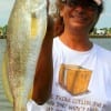 Karen Murray of Brazoria TX fished with shrimp to catch this nice Gulftrout
