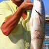 Michael White of Dayton TX caught and released this Shark Mangled slot red - he had suffered enough Mike said- I'm turning him loose