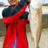 Surfangler Bao Tran of Katy TX managed to catch this HUGE 39 inch tagger Bull Red while surf-fishing with cut mullet