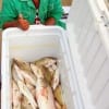 Brandon Johnson Jr, of Houston shows off his box of croaker, trout and redfish caught on the night-shift