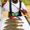 Darrell Bean of Mont Belvieu TX waded Rollover Bay with Berkley Gulp to tether up this nice flounder limit