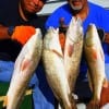 Father and son, Margarito Sr and Margarito Jr Rosales of Channelview TX racked up their limits of slot reds fishing finger mullet