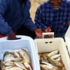 Fishing Buds- Lester Lovett and Mike Pinson of Houston loaded two coolers up with croaker by fishing shrimp