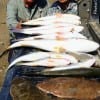 Goodrich TX anglers Rose and Sam Walrath fished Berkley Gulp, finger mullet, and shrimp for this Inshore Grand Slam of Reds, Speckled Trout, Flounder, and Bull Croaker