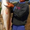 Nam Ton of Houston racked up this HUGE 38inch tagger bull red in the surf fishing croaker