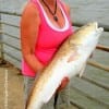 Nassau Bay anglerette Sherry Culver landed this HUGE 38 inch Bull red while fishing a live croaker