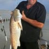 Norman Hargrave of Magnolia TX landed this 35 inch tagger bull red on a mud minnow