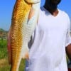 Pedro Willis of Houston nabbed this HUGE 34 inch Bull red he caught on a finger mullet