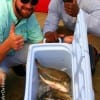 The Mon's Krewe of San Antonio TX filled their cooler with some great eating croaker