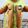 Floyd Henderson of Texas City took these nice slot reds while fishing cut mullet