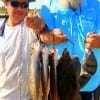 Houston Anglers Al Jurica and Phillip Joe landed their Nov-Limit of flounder on finger Berkley Gulp
