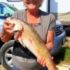 Onalaska TX anglerette Nancy Wilson nabbed this nice 28 inch slot red fishing a live shrimp