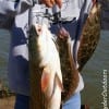 Pat Bunyard of Tarkington Prairie TX hefts this nice stringer of flounder and redfish caught on finger mullet